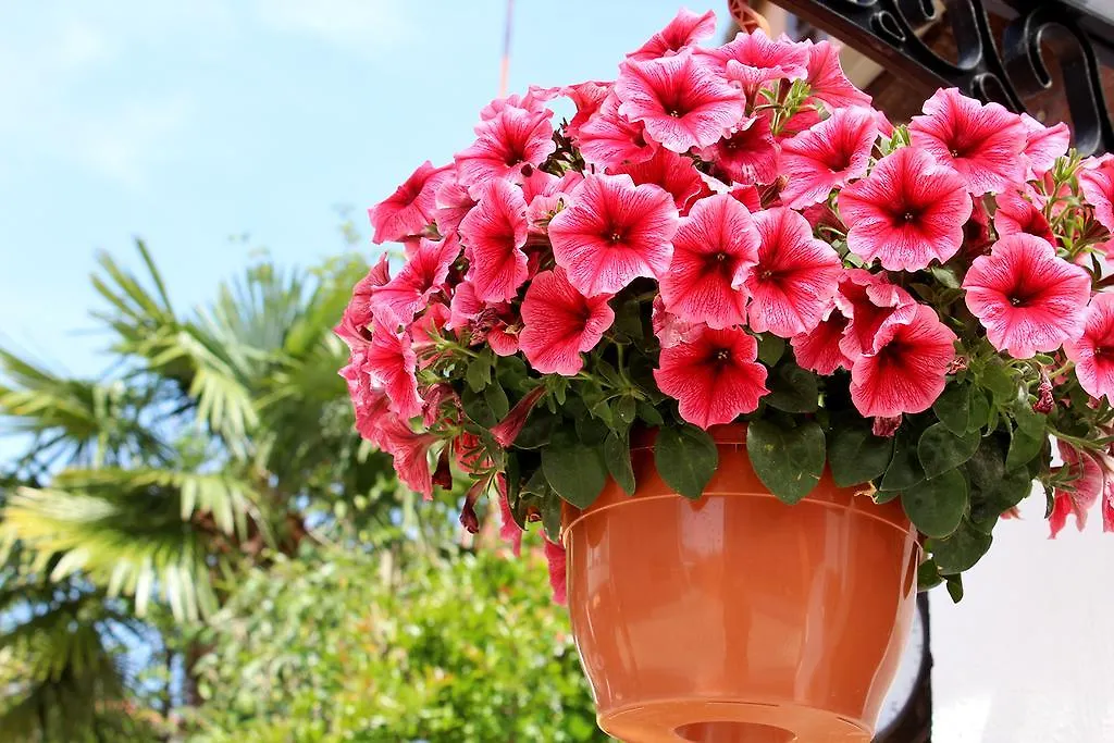 Apartments Garden Rovinj 0*,  Croatia